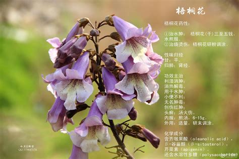 華寓意|各种花的花语大全